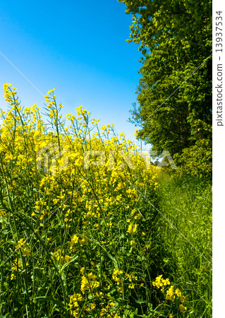 Rapeseed field Rapeseed field 13937534