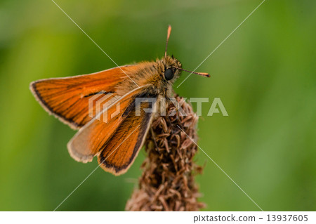 Venata moth Venata moth 13937605