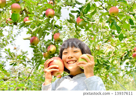 喜歡蘋果狩獵的女孩 13937611