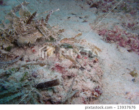 Brown razor bug that is misunderstood to understand 13937676