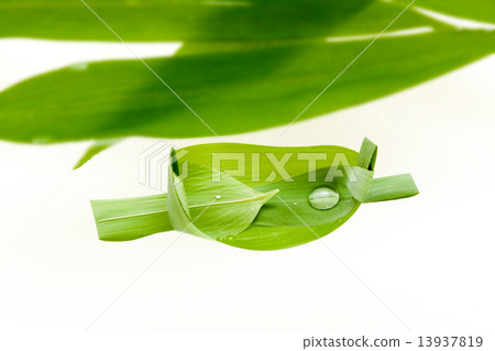 Sasafu and bamboo leaves 13937819