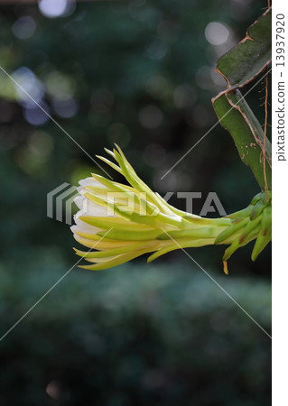 龍果子花和太陽葉子 13937920