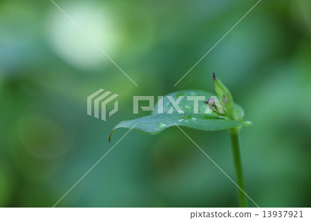 Hototogisu和雨滴的花蕾 Hototogisu和雨滴的花蕾 13937921