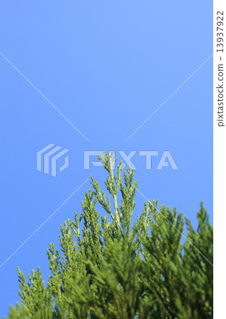 Young leaves of Kitamiyasugi and blue sky Young leaves of Kitamiyasugi and blue sky 13937922