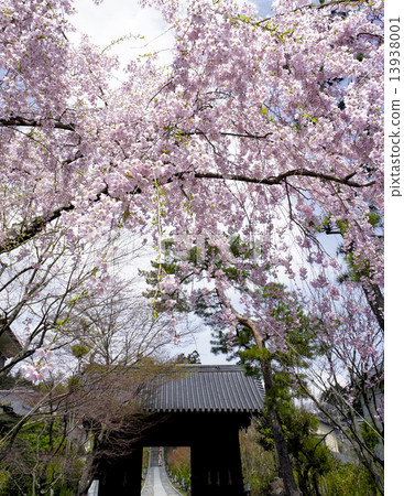 仙台市櫻花寺 仙台市櫻花寺 13938001
