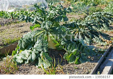Sakurajima Daikon at home garden Sakurajima Daikon at home garden 13938157