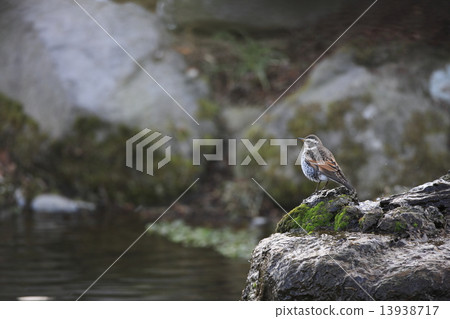 Thrush Thrush 13938717