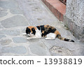 Cat in Capri Island 13938819