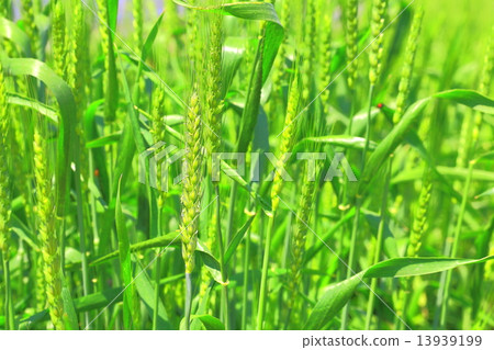 Fruit of rye field Fruit of rye field 13939199