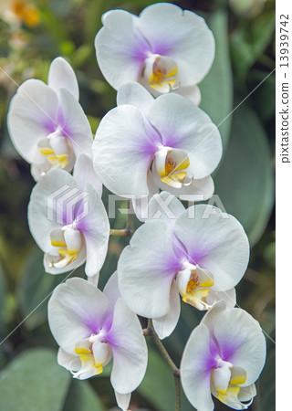 蝴蝶蘭 13939742