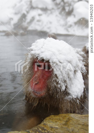 進入溫泉的猴子(冬季 - 信州地獄谷公園) 進入溫泉的猴子(冬季 - 信州地獄谷公園) 13940203