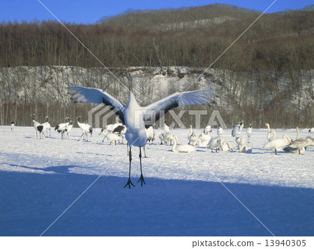 金庫的舞蹈 13940305