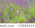 Lavender and cabbage white butterfly 13940414