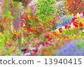 Multicolored fuchsia 13940415