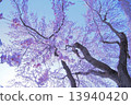 A blue sky to a drooping cherry tree 13940420