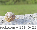 Hermit crab 13940422