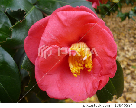茶花 茶花 13940584