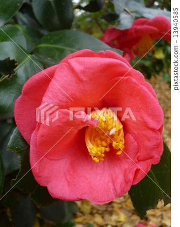 茶花 茶花 13940585