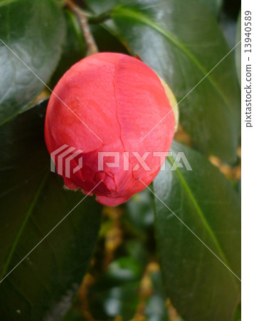 茶花 茶花 13940589