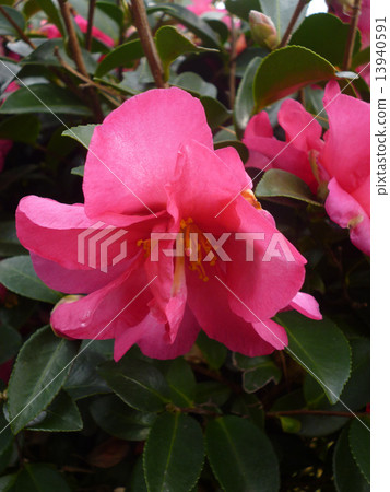 茶花 茶花 13940591
