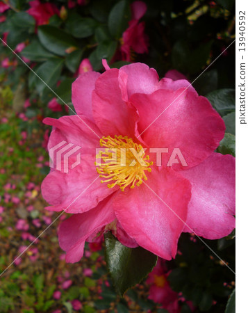 茶花 茶花 13940592