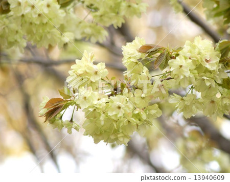 Yellow cherry tree: turmeric cherry 13940609
