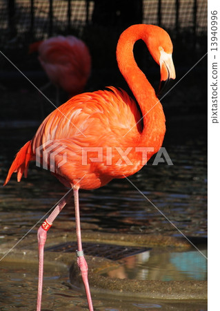 火烈鳥 13940996