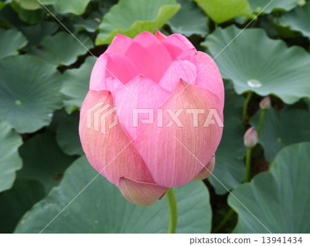 Lotus 13941434