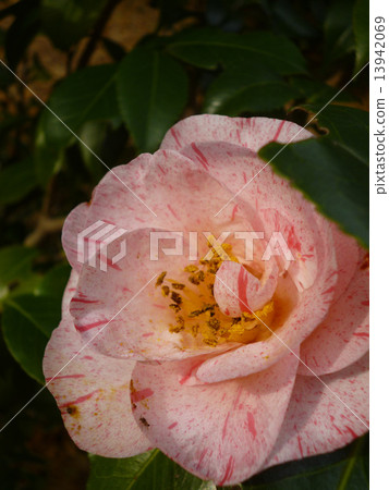 Camellia Camellia 13942069