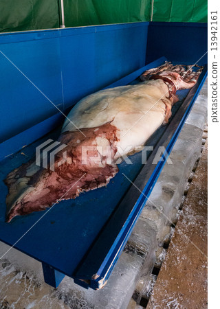 Giant squid 13942161