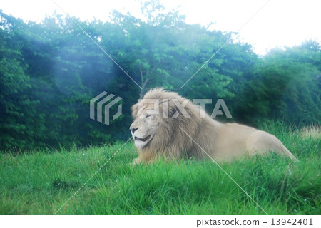 lion 13942401
