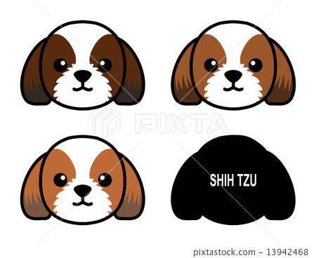 Shih tzu 13942468