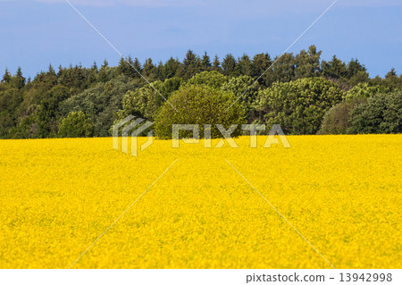 rape seed field 13942998