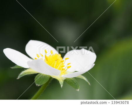 草莓花 13943078
