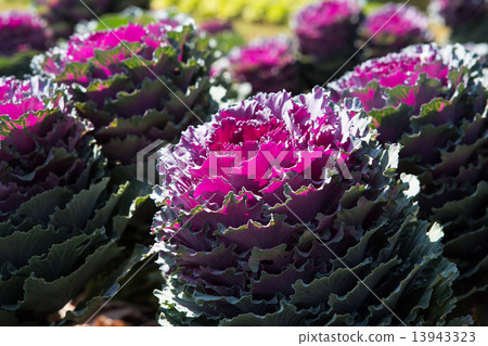 Fresh young organic collard 13943323