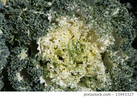 Fresh young organic collard greens 13943327