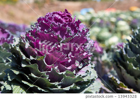 Fresh young organic collard Fresh young organic collard 13943328