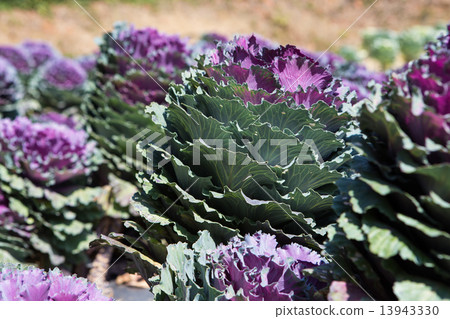 Fresh young organic collard 13943330