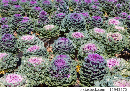 Fresh young organic collard 13943370