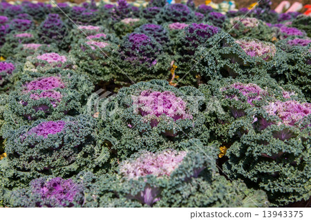 Fresh young organic collard 13943375