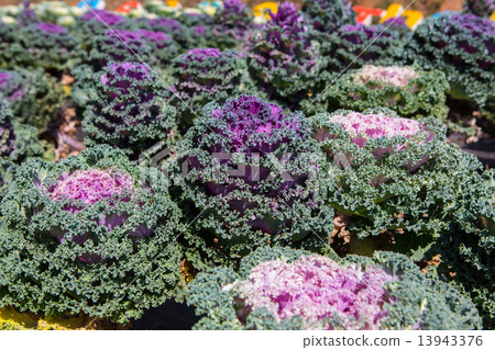 Fresh young organic collard Fresh young organic collard 13943376