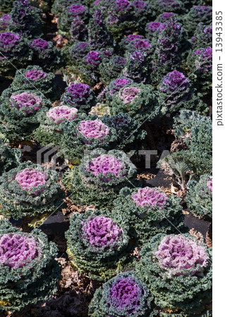 Fresh young organic collard 13943385
