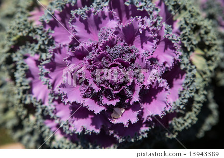 Fresh young organic collard Fresh young organic collard 13943389