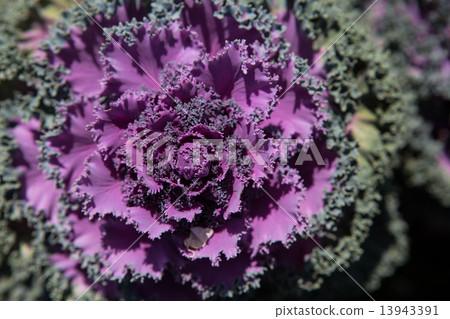 Fresh young organic collard 13943391