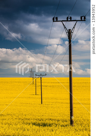 Rape field and blue sky Rape field and blue sky 13943952