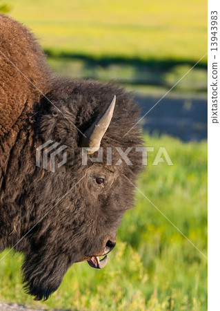 The detail of typical American Bison 13943983