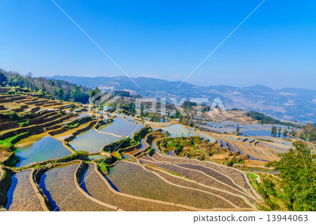 Yuanyang's rice terrace 13944063