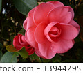 Camellia 13944295