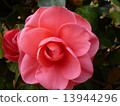 Camellia 13944296