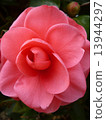 Camellia 13944297